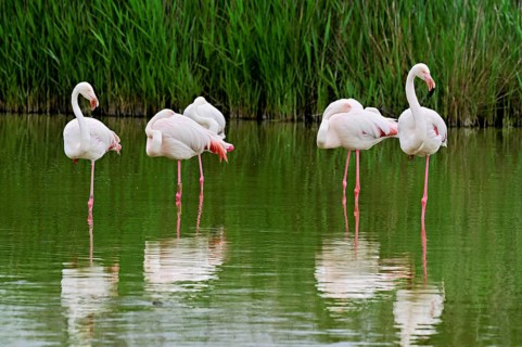 A group of greater flamingos (Phoenicopterus roseus), standing in the water, Camargue Regional