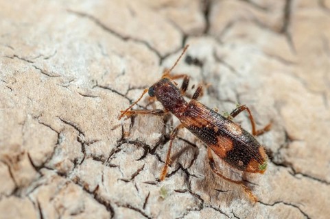 Furry checkered beetle, Opilo mollis, beautiful beetle, beetle, coleoptera, insects, beetles