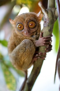 Animals, mammals, tarsier, maki, tariser, primates, (Tarsidae), Asia, animal, mammal, rainforest,