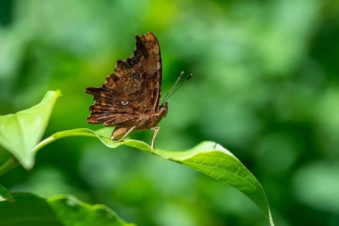 C-butterfly, comma butterfly, nymphalis c-album, polygonia c-album, butterfly, insects, butterfly,