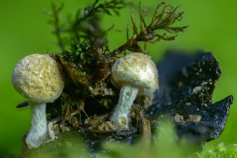 Asterophora lycoperdoides, sequential decomposer, Nyctalis asterophora, dusting hermaphrodite,