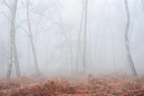 Birch forest and bracken fern (Pteridium aquilinum) with morning fog in winter, North