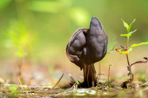 Spring pit laurel, pit laurel, helvella lacunosa, helvella sulcata, helvellaceae, lornel relatives,