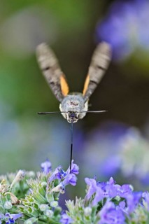 Star-tailed hummingbird (Macroglossum stellatarum), feeding on nectar from a catmint (Nepeta