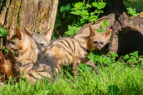 A female aardwolf (Proteles cristatus) rests together with her young near a tree on a sunny day.