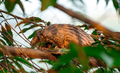 Pangolin climbing a tree, White-bellied pangolin (Phataginus tricuspis, Manis tricuspis), Western