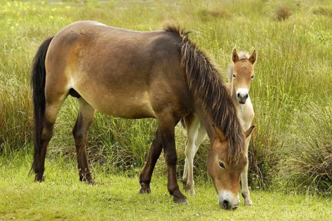 Mare with foal - Exmoor pony, Texel island, Netherlands