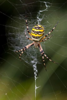 Argiope brünnichi, arachnids, tiger spider, wasp spider, arthropod, high size, portrait format,