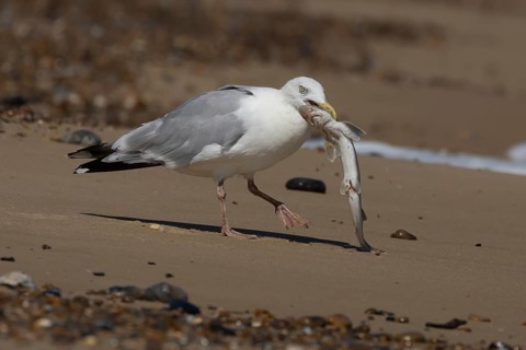 Herring gull (Larus argentatus) adult seagull bird feeding on a dogfish fish on a beach, England,