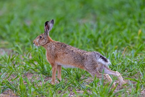 European brown hare (Lepus europaeus) stretching hind legs in field in spring