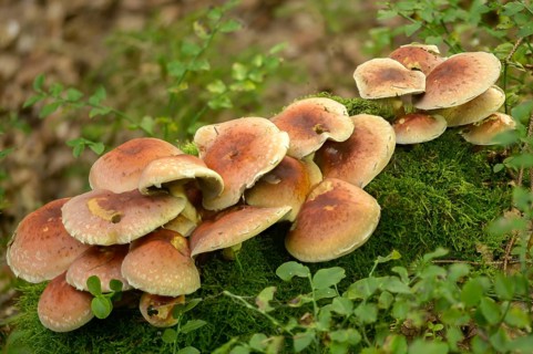 Hypholoma lateritium, hypholoma sublateritium, naematoloma sublateritium, brick cap, brick top,