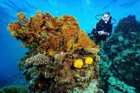 Underwater photograph: a diver observing a large, illuminated colony of stinging fire coral