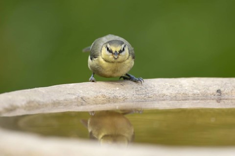 Blue tit (Cyanistes caeruleus) adult garden bird drinking water from a bird bath in summer,