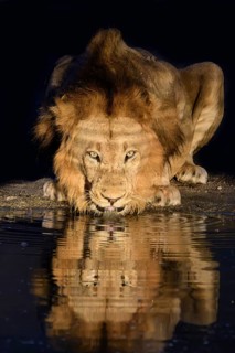 Lion, (Panthera leo), drinking at a watering hole, Sabi Sands Game Reserve, Mpumalanga, South