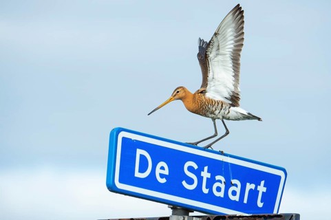 Black-tailed gown Limosa limosa) on a road sign, De Waal, Texel, the Netherlands