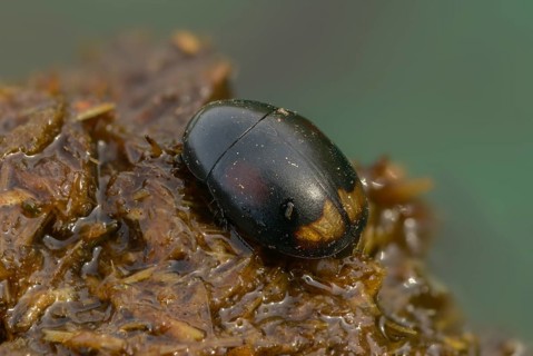 Dung ball beetle spec., dung beetle, sphaeridium spec., beetle, coleoptera, dung, insects,