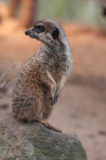 A meerkat (Suricata suricatta) stands guard, Nuremberg Zoo, Middle Franconia, Bavaria, Germany. PR