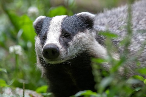 Badgers, carnivora, badgers, European badgers, meles meles, predators, mammals, raptors, mammals