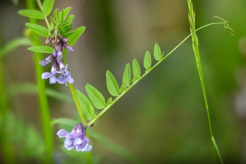 Fabaceae, butterflies, vicia sepium, vetch, bush vetch, flora, plants