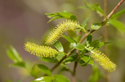 Common white willow, common silver willow, head willow, salix alba, silver willow, white willow,