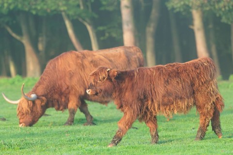 Early one sunny morning, a Highland calf (Bos primigenius taurus) walks across a green pasture at