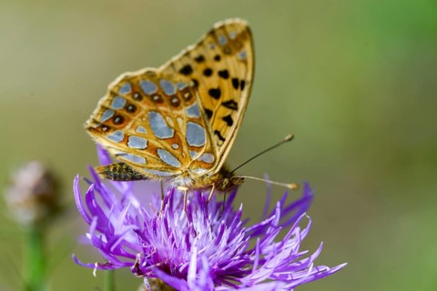 Argynnis Lathonia, Issoria Lathonia, little mother-of-pearl butterfly, queen of Spain fritillary,