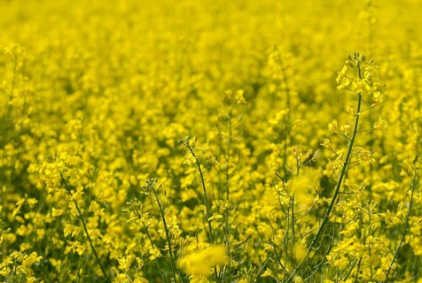 Brassica napus, brassicaceae, cruciferous vegetables, rapeseed, flora, intensive agriculture,