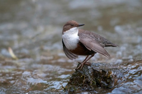 Cinclus cinclus, dippers, birds, passeri, songbirds, songbirds, birds