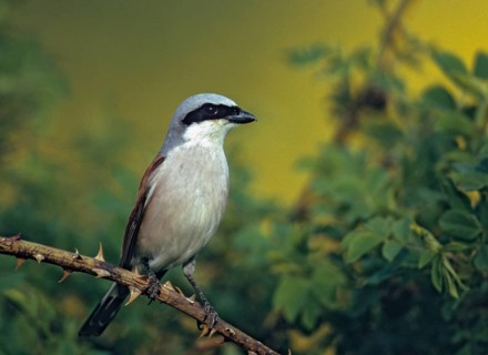 Lanius Collurio, red-backed shrike, redback shrike, birds, male, passeri, songbirds, songbirds,