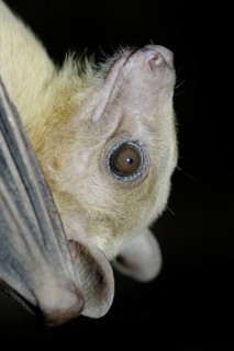 Nile flying fox, Rousettus aegypticus, Egyptian fruit bat, cave flying fox