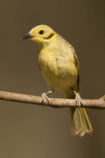 Yellow-tinted Honeyeater (Ptilotula flavescens), Western Australia, Australia