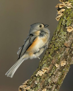 Animals, birds, bird, Tufted Titmouse (Baelophus bicolor), Germany, Germany, Germany
