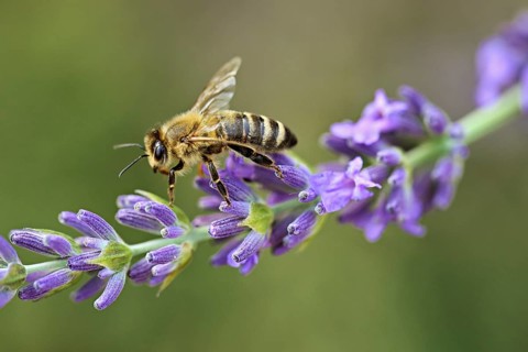 Western honey bee (Apis mellifera) on a common lavender (Lavandula angustifolia) flower, Meienberg,