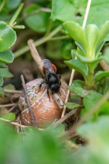 Hymenoptera, osmia bicolor, snail shell bee, hide the nest, bicolor snail bee, blade of grass, high
