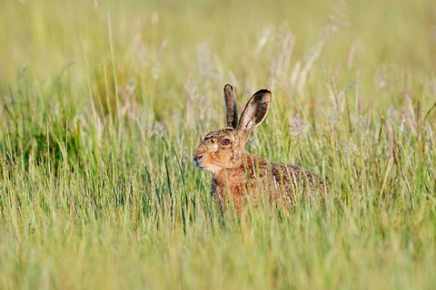 A brown hare (Lepus europaeus) sitting in a wild meadow, North Rhine-Westphalia, Germany