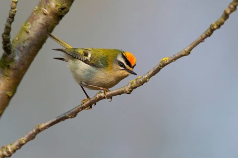 Firecrest, Regulus ignicapillus, Roitelet à triple bandeau, Roitelet triple-bandeau, Reyezuelo
