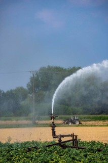 Artificial irrigation of a potato field with an irrigation system, long drought in summer makes