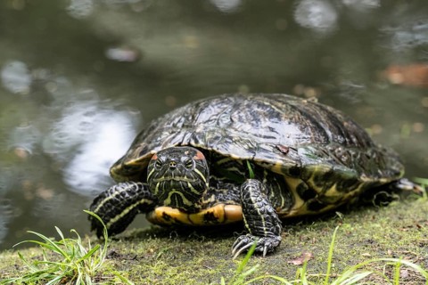 Red-cheeked turtle (Trachemys scripta elegans), Emsland, Lower Saxony, Germany