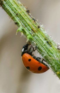 Coccinella septempunctata, seven-spotted ladybird, beetle, coleoptera, high size, portrait format,