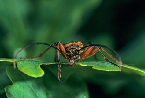 Stenocorus meridianus, variable longhorn beetle, variable stumbbock, beetle, longhorn beetle,