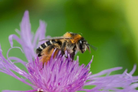 Brown-rumped trouser bee (Dasypoda hirtipes) on knapweed flower, Lower Saxony, Germany