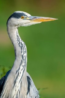 Grey Heron (Ardea cinerea), Dümmer, Lembruch, Lower Saxony, Germany