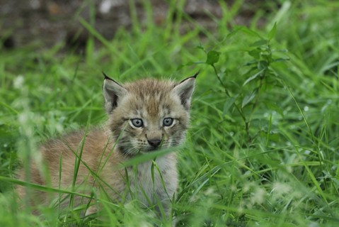 Young wild cat, animals, mammals, cats, wildlife, young animal, baby animal