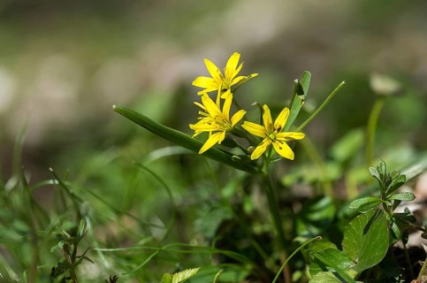 Gagea lutea, common yellow star, liliaceae, lily family, forest yellow star, yellow star of