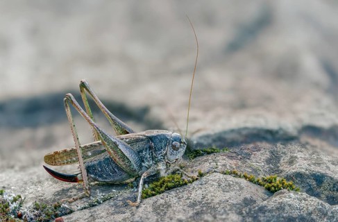 Grey bush cricket, deciduous locusts, platycleis albopunctata, tettigonioidea, western bite
