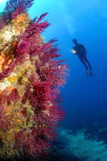 Underwater photograph of a Mediterranean fan coral (Paramuricea clavata), a violescent sea-whip, a