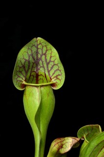 Red pitcher plant, Sarracenia purpurea, plant detail