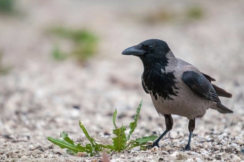 Corvus cornix, hooded crow, birds, corvidae family of birds, passeri, corvids, songbirds, birds