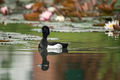 Aythya fuligula, heron duck, tufted duck, anatidae, birds, ducks, ducks, ducks, male, birds,