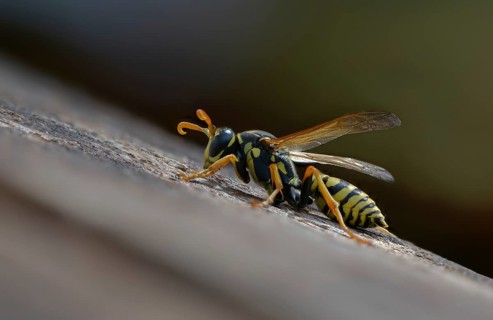 Brighter-colored paper wasp, French field wasp, gallic field wasp, house field wasp, hymenoptera,